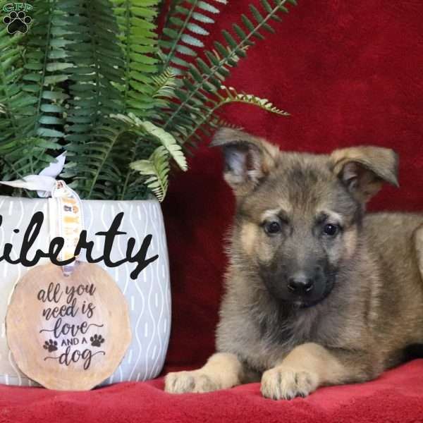 Liberty, German Shepherd Puppy